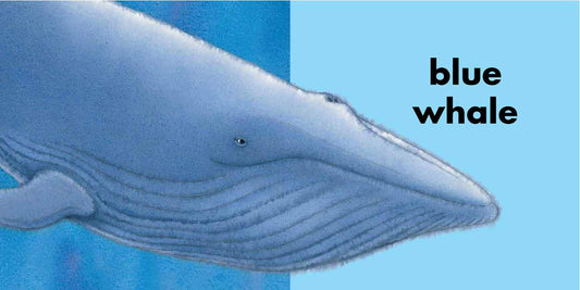 Rainbow Fish Colors by Marcus Pfister