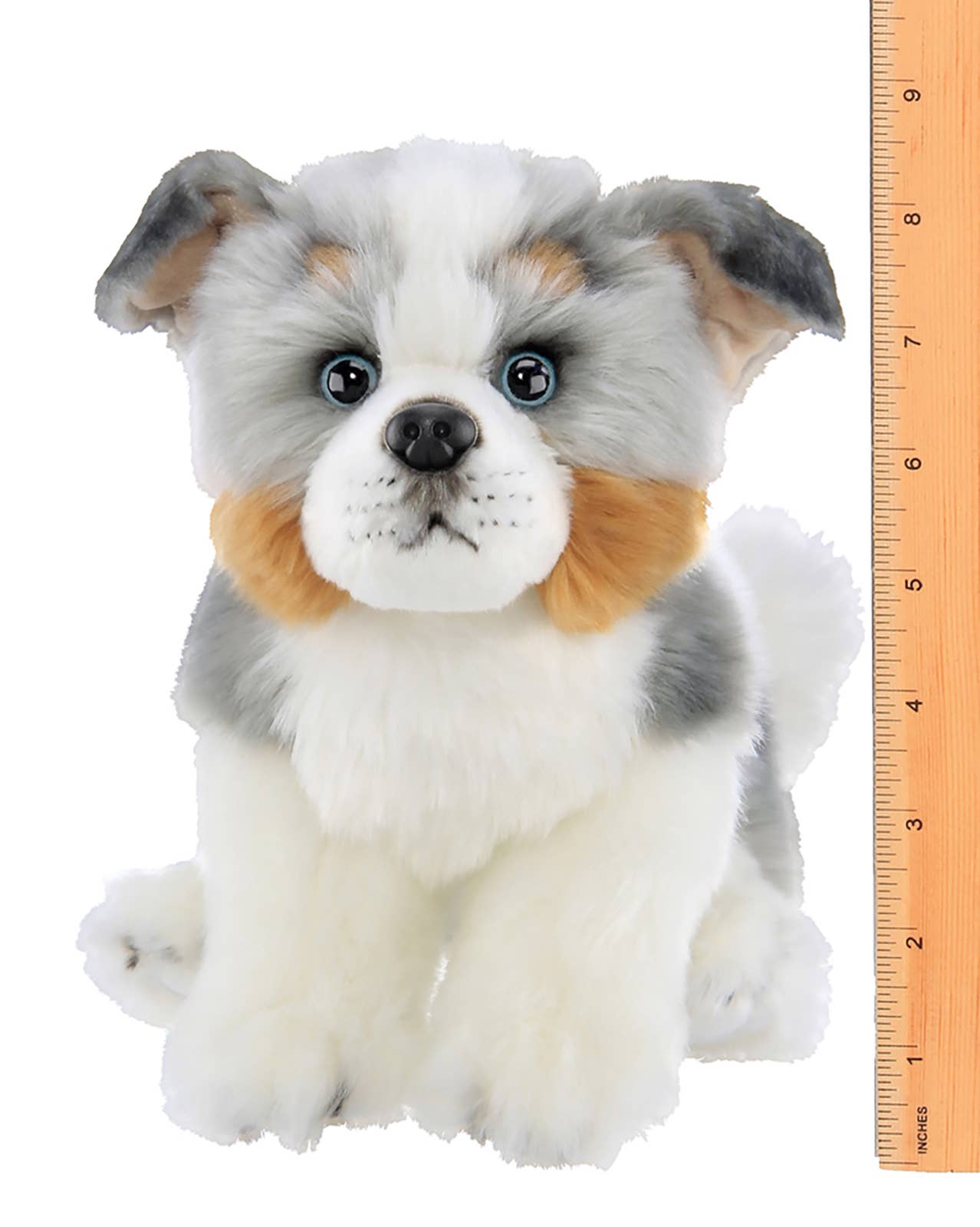 Hogan the Australian Shepherd