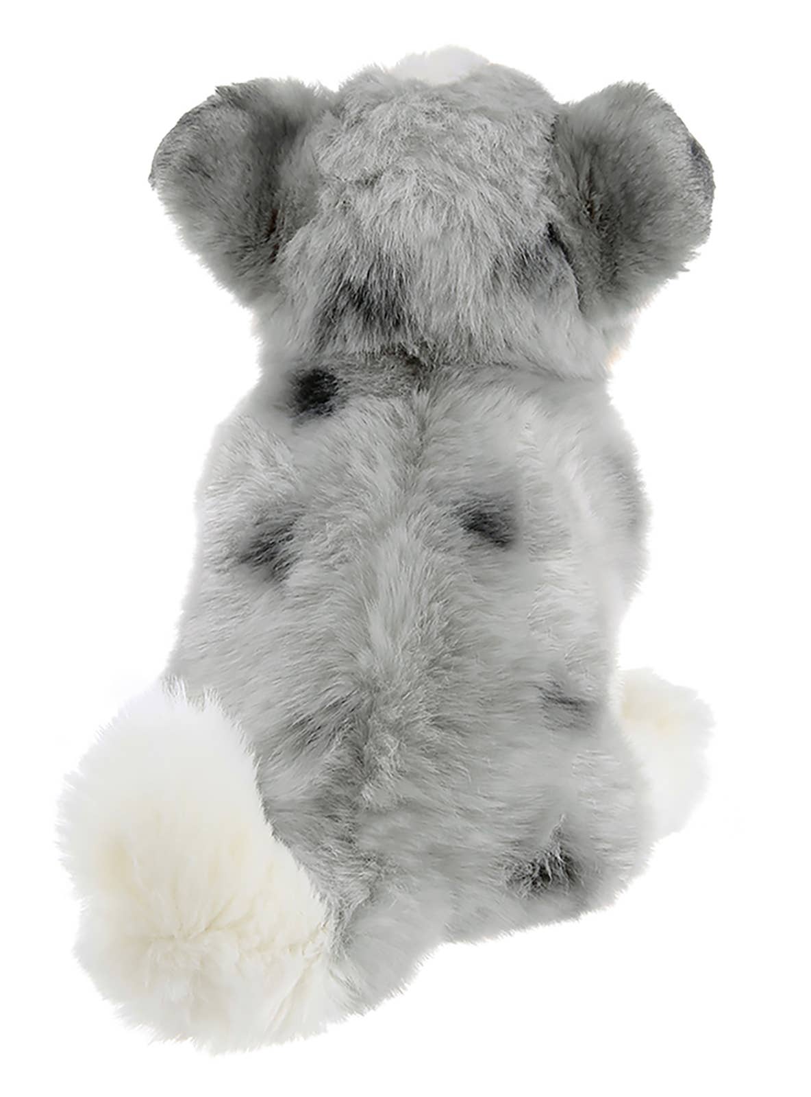 Hogan the Australian Shepherd