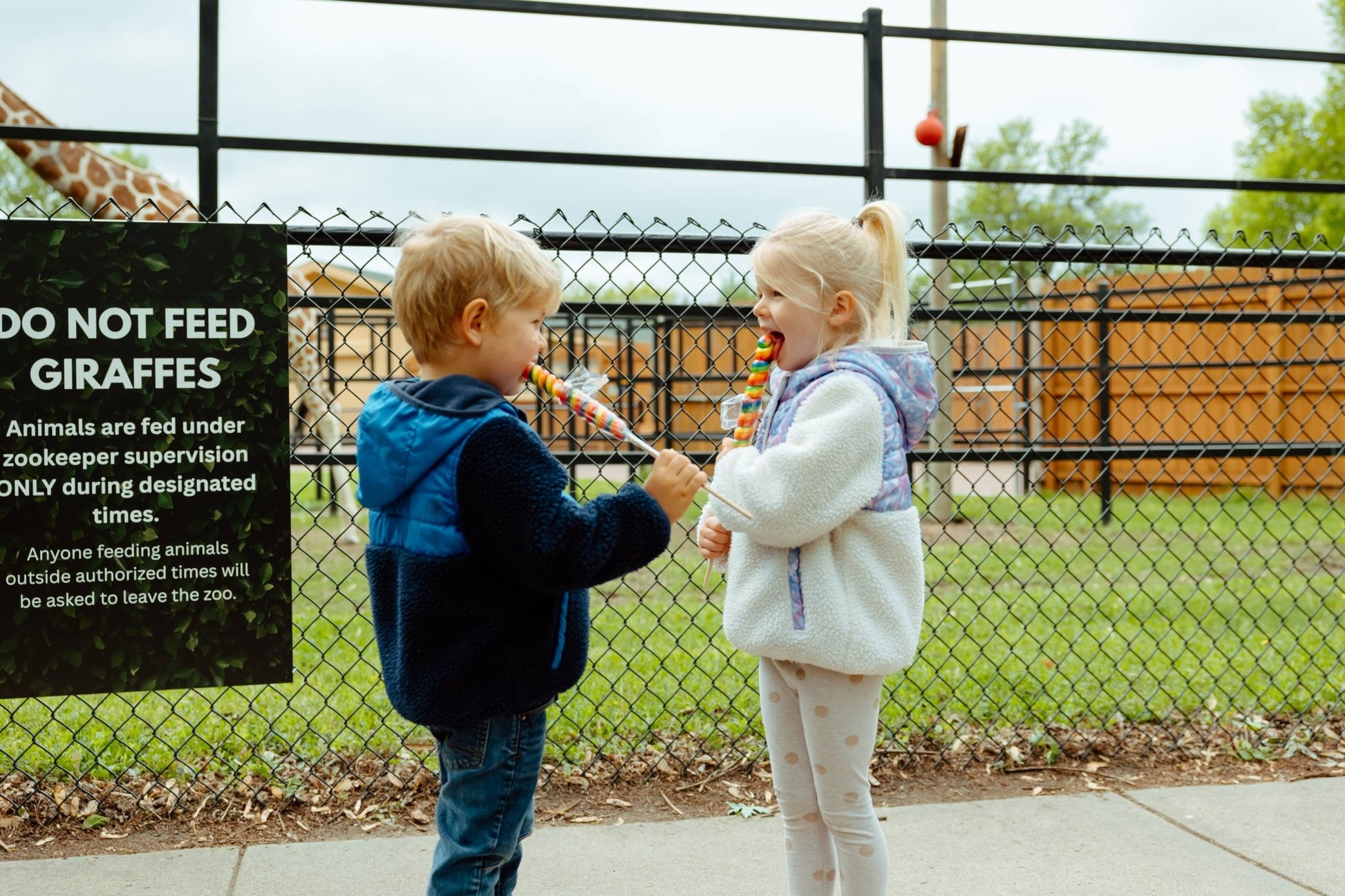 6" (15cm) Lollyplush Unicorn Asst - Sunny Meadow Boutique
